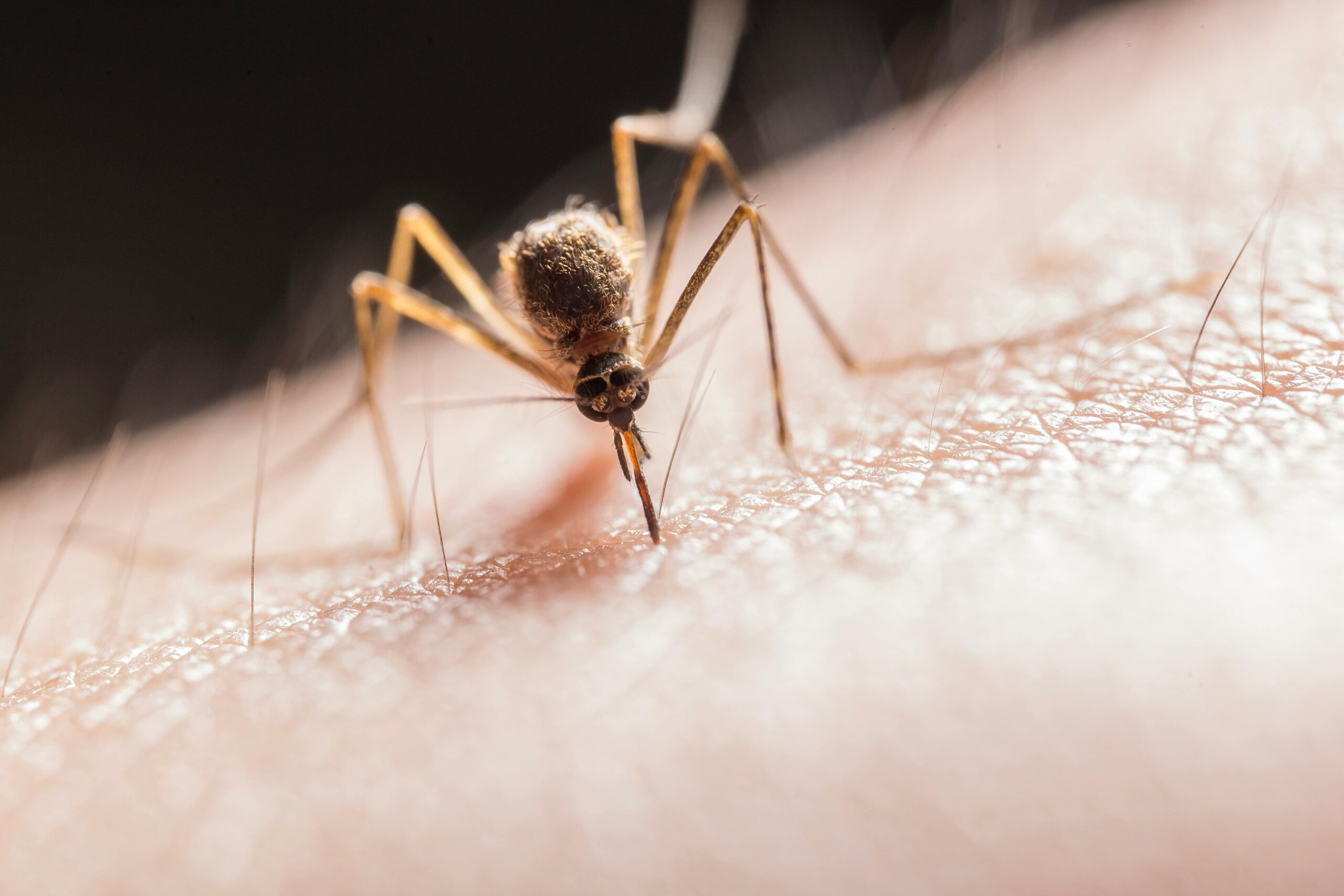 Wie verhindere ich Mückenstiche? Hausmittel und Lösung