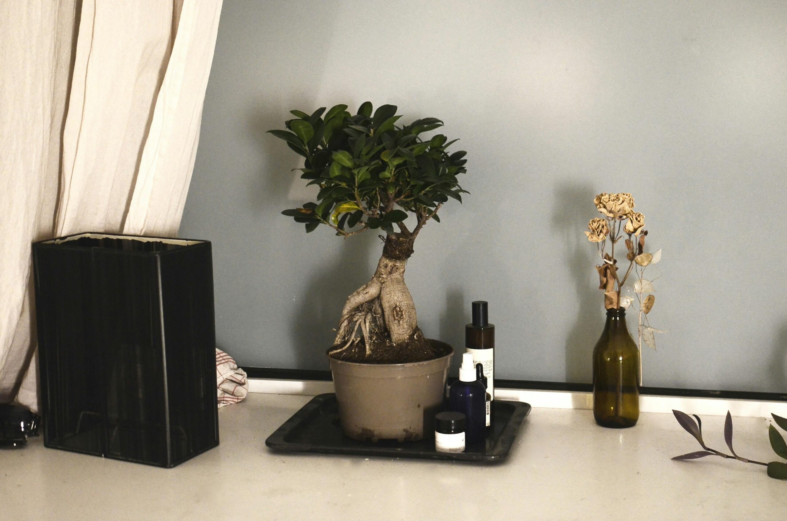Welche Pflege benötigt eine Ficus Ginseng Bonsai im Büro?