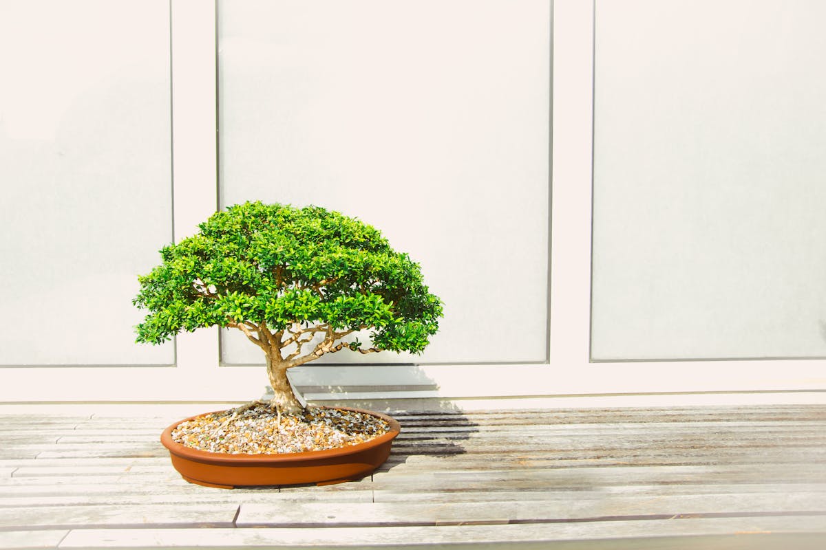 Welche Erde eignet sich am besten für die Anzucht von Bonsai-Bäumen im Indoor-Bereich