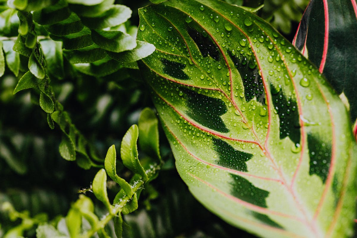 Welche Pflege benötigt ein Calathea Lancifolia in einem Raum mit geringer Luftfeuchtigkeit