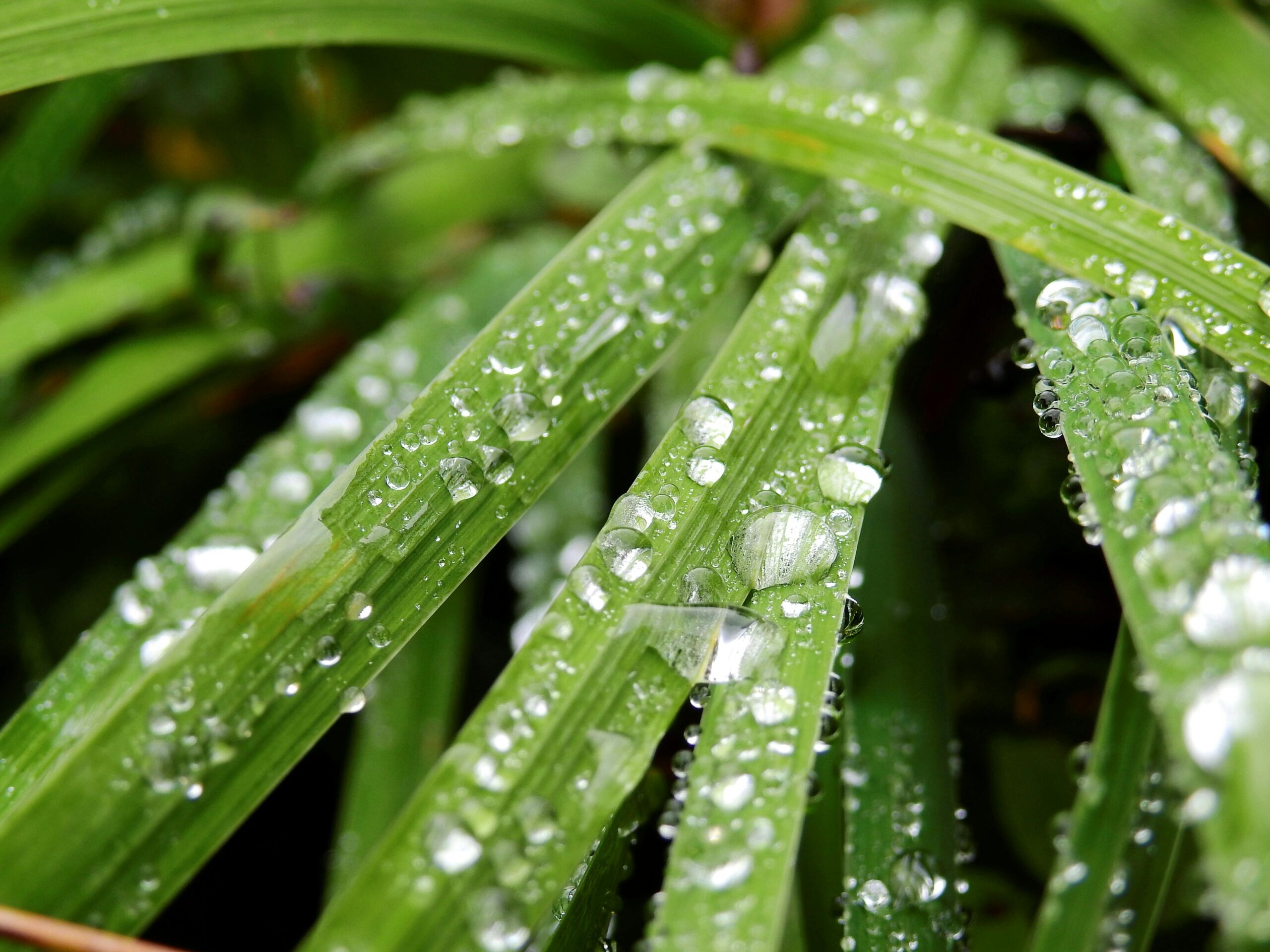 Wie installiere ich die Regenwasser-Sammelfunktion an meiner KÄRCHER Regenfasspumpe BP 1 Barrel?