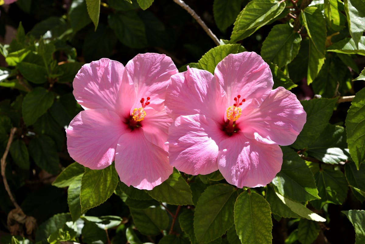 Welche Bewässerungsmethoden sind ideal für die Pflege von Hibiskus-Pflanzen im Sommer?