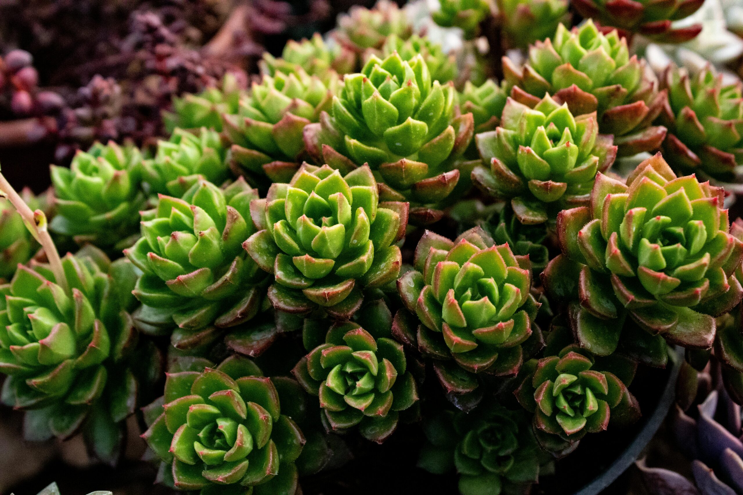 Welche Pflege benötigt eine Echeveria Elegans in einem Kakteengarten?