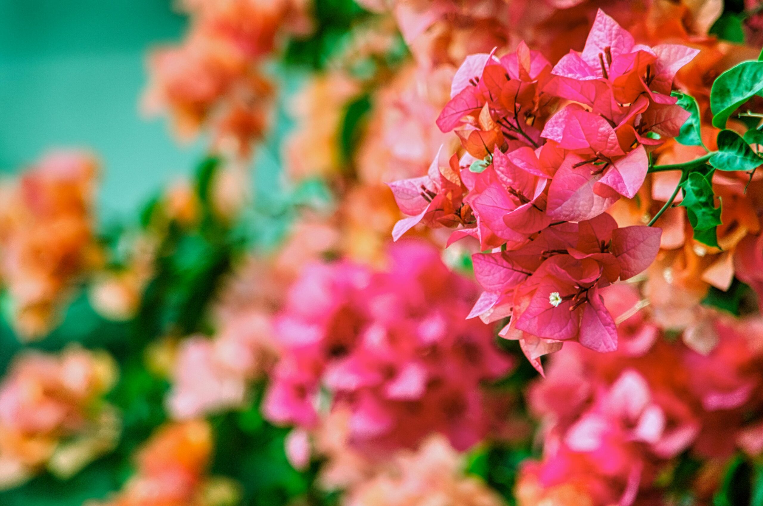 Welche Pflege benötigt eine Bougainvillea im Winterquartier?