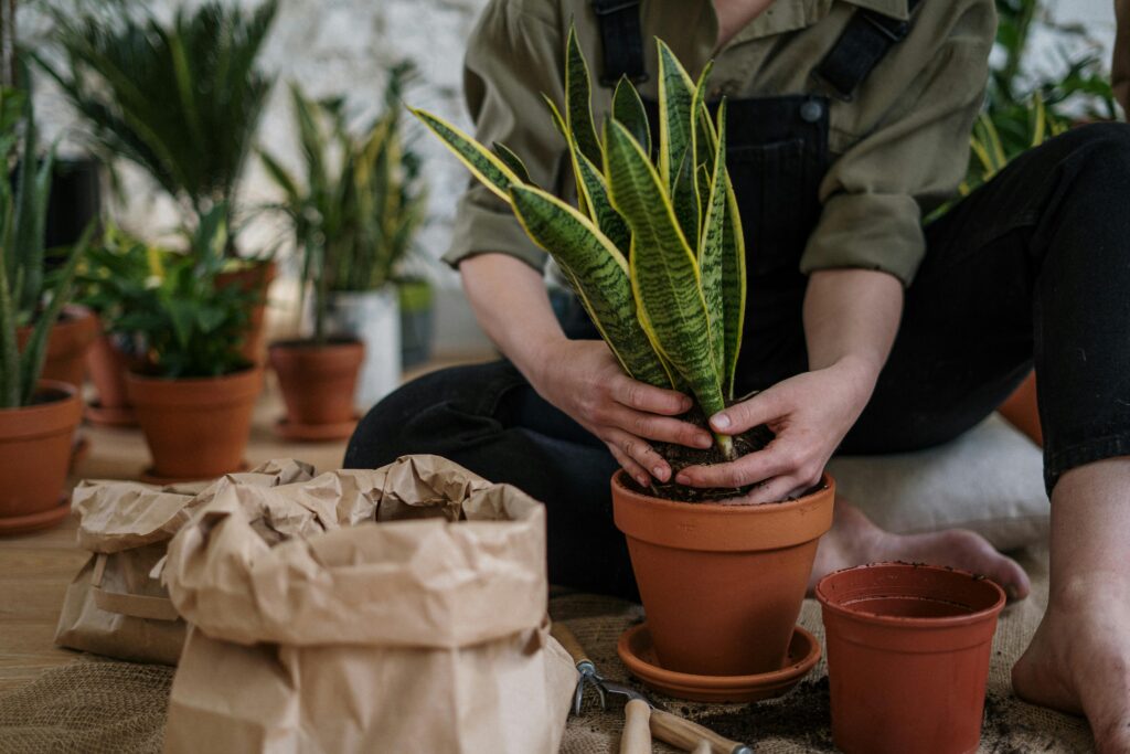 Welche Pflege benötigt eine Sansevieria Trifasciata in einem Badezimmer ohne Fenster?